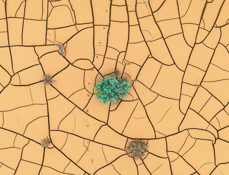 IA·rbre - Intelligence territoriale